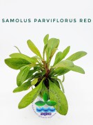 Samolus Parviflorus Red